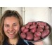 NEW SEASONS WASHED MEDIUM RED POTATOES  1.5 KG Bag Pukekohe Grown